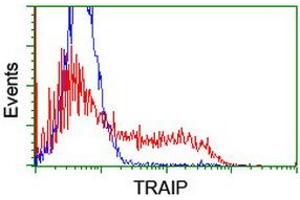 Image no. 1 for anti-TRAF Interacting Protein (TRAIP) (AA 67-313) antibody (ABIN1491633) (TRAIP anticorps  (AA 67-313))