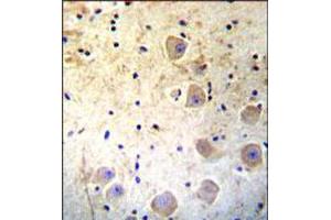 Immunohistochemical staining of formalin fixed and paraffin embedded human brain was performed with KLK6 polyclonal antibody  at 1:10-1:50 dilution followed by indirect peroxidase conjugation with secondary antibody and DAB staining. (Kallikrein 6 anticorps  (Internal Region))