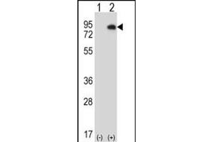 Western blot analysis of HIPK4 (arrow) using rabbit polyclonal HIPK4 Antibody (C-term) (ABIN1882089 and ABIN2841287). (HIPK4 anticorps  (C-Term))