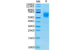Human Nectin-1 on Tris-Bis PAGE under reduced condition.