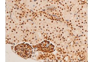 ABIN6267306 at 1/100 staining mouse kidney tissue sections by IHC-P.