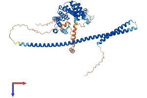 AlphaFold protein structure predicition of Human Recombinant KLC1 Protein, UniprotID Q07866