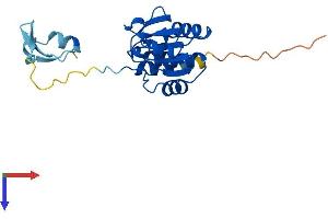 AlphaFold protein structure predicition of Mouse Recombinant Dusp19 Protein, UniprotID Q8K4T5