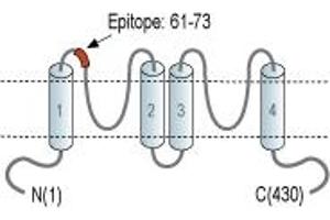 anti-Potassium Channel, Subfamily K, Member 12 (KCNK12) (1st Extracellular Loop), (AA 61-73) antibody