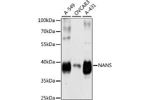 Western blot analysis of extracts of various cell lines, using NANS antibody  at 1:3000 dilution.