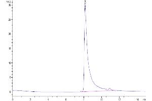 The purity of Human MCP-1 is greater than 95 % as determined by SEC-HPLC.