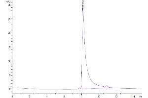 The purity of Human MCP-1 is greater than 95 % as determined by SEC-HPLC. (CCL2 Protein (His-Avi Tag))