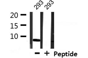 Western blot analysis of extracts from 293, using COX17 Antibody. (COX17 anticorps  (N-Term))