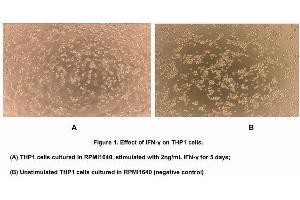 IFN-γ is a dimerized soluble cytokine that is the only member of the type II class of interferons.