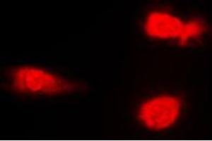 Immunofluorescent analysis of JNK1/2/3 (pT183) staining in NIH3T3 cells. (JNK anticorps  (pSer183))