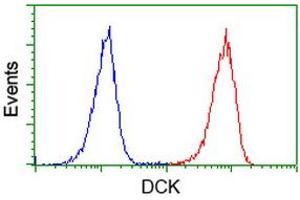 Image no. 4 for anti-Deoxycytidine Kinase (DCK) antibody (ABIN1497773)