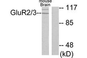 Western blot analysis of extracts from mouse brain cells, using mGluR2/3 Antibody. (mGluR2/3 anticorps  (AA 823-872))