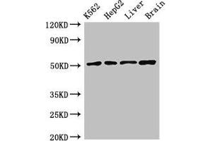 Western Blot Positive WB detected in: K562 whole cell lysate, HepG2 whole cell lysate, Rat liver tissue, Mouse brain tissue All lanes: RUVBL2 antibody at 2. (RUVBL2 anticorps  (AA 281-444))