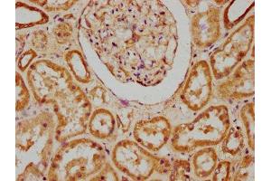 IHC image of ABIN7175445 diluted at 1:200 and staining in paraffin-embedded human kidney tissue performed on a Leica BondTM system. (PTPLAD1 anticorps  (AA 1-145))