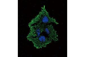 Immunofluorescence (IF) image for anti-Transforming Growth Factor, beta 1 (TGFB1) antibody (ABIN2996680) (TGFB1 anticorps)