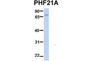 Host:  Rabbit  Target Name:  PHF21A  Sample Type:  Human Fetal Liver  Antibody Dilution:  1.
