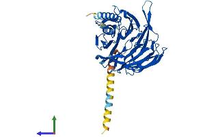 AlphaFold protein structure predicition of Human Recombinant TBL2 Protein, UniprotID Q9Y4P3