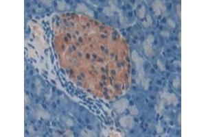 IHC-P analysis of pancreas tissue, with DAB staining. (REG1A anticorps  (AA 10-165))