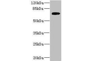 Western blot All lanes: SLC2A13 antibody IgG at 2. (SLC2A13 anticorps  (AA 564-648))