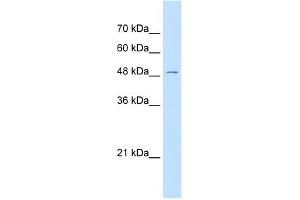 WB Suggested Anti-GPR177 Antibody Titration:  0. (GPR177/WLS anticorps  (N-Term))
