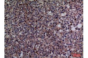 Immunohistochemistry (IHC) analysis of paraffin-embedded Human Liver, antibody was diluted at 1:100. (CD68 anticorps  (Internal Region))