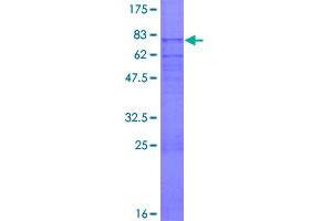 Image no. 1 for phosphodiesterase 7A (PDE7A) (AA 1-456) protein (GST tag) (ABIN1314481)
