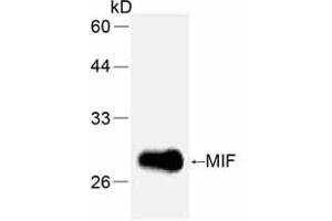 Western Blotting (WB) image for anti-Macrophage Migration Inhibitory Factor (Glycosylation-Inhibiting Factor) (MIF) (full length) antibody (ABIN1854219) (MIF anticorps  (full length))