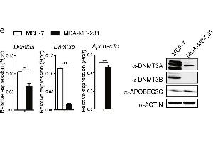 Close association of epigenetic status with Ets1 level. (APOBEC3C anticorps  (Center))