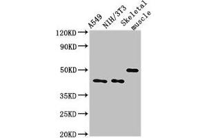 Western Blot Positive WB detected in: A549 whole cell lysate, NIH/3T3 whole cell lysate, Mouse skeletal muscle tissue All lanes: TRIM39 antibody at 3 μg/mL Secondary Goat polyclonal to rabbit IgG at 1/50000 dilution Predicted band size: 60, 57 kDa Observed band size: 45, 50 kDa (TRIM39 anticorps  (AA 310-416))