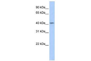 SOHLH1 antibody used at 1 ug/ml to detect target protein. (SOHLH1 anticorps  (Middle Region))