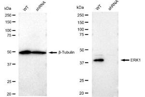 Western blotting analysis using ERK1 antibody (ABIN7799449).