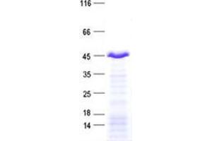 Validation with Western Blot