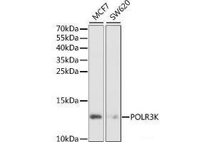Western blot analysis of extracts of various cell lines using POLR3K Polyclonal Antibody at dilution of 1:1000. (POLR3K anticorps)