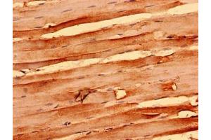 Immunohistochemistry analysis of human skeletal muscle tissue using ABIN7161366 at dilution of 1:100 (NEGR1 anticorps  (AA 1-196))