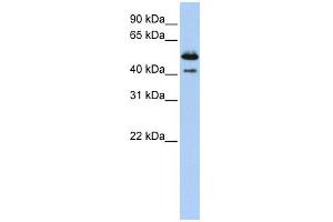 DNASE2B antibody used at 1 ug/ml to detect target protein. (DNASE2B anticorps  (Middle Region))