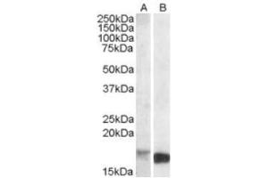 Image no. 1 for anti-Peripheral-Type Benzodiazepine Receptor (TSPO) (C-Term) antibody (ABIN375121) (TSPO anticorps  (C-Term))