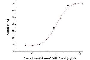 Activity Assay (AcA) image for Selectin L (SELL) (AA 39-332) (Active) protein (His-Fc tag) (ABIN7607586)