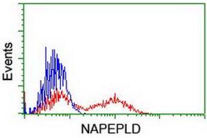 HEK293T cells transfected with either RC209877 overexpress plasmid (Red) or empty vector control plasmid (Blue) were immunostained by anti-NAPEPLD antibody (ABIN2455241), and then analyzed by flow cytometry. (NAPEPLD anticorps)