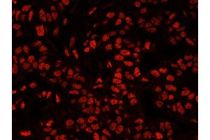 Immunofluorescence (IF) image for anti-5'-3' Exoribonuclease 2 (XRN2) (AA 900-950) antibody (ABIN7449038) (XRN2 anticorps  (AA 900-950))