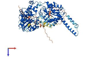 AlphaFold protein structure predicition of Mouse Recombinant Gys2 Protein, UniprotID Q8VCB3