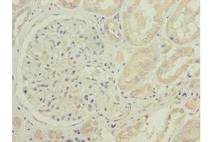Immunohistochemistry of paraffin-embedded human kidney tissue using ABIN7149122 at dilution of 1:100 (CYB5B anticorps  (AA 2-118))