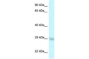 Western Blot showing SRA1 antibody used at a concentration of 1 ug/ml against HT1080 Cell Lysate (SRA1 anticorps  (Middle Region))