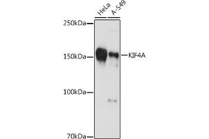 Western blot analysis of extracts of various cell lines, using KIF4A antibody (ABIN7268134) at 1:1000 dilution.
