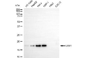 Western blotting analysis using LSM1 antibody (ABIN7799285). (LSM1 anticorps)