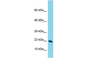 Western Blotting (WB) image for anti-Defensin, beta 129 (DEFB129) (C-Term) antibody (ABIN2156689) (DEFB129 anticorps  (C-Term))