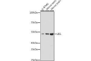 Western blot analysis of extracts of various cell lines, using LIS1 antibody (ABIN7269401) at 1:1000 dilution. (PAFAH1B1 anticorps)