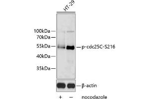 Western blot analysis of extracts of HT-29 cells, using Phospho-cdc25C-S216 antibody (ABIN6135198, ABIN6136038, ABIN6136039 and ABIN6225599). (CDC25C anticorps  (pSer216))