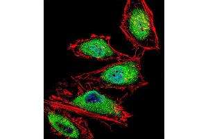 Fluorescent confocal image of Hela cell stained with RUNX3 Antibody . (RUNX3 anticorps  (AA 168-197))