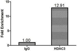 Chromatin Immunoprecipitation Hela(1.