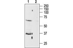 Western blot analysis of rat brain membranes:1.